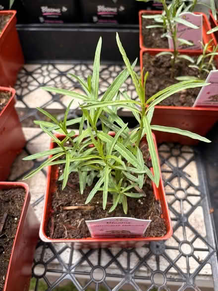 Photo of Milkweed plants (San Anselmo) #1