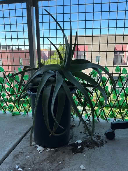 Photo of free Aloe Plant (Downtown) #1