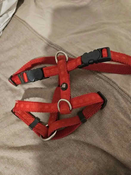 Photo of free Dog harness (Littlemore OX4) #1