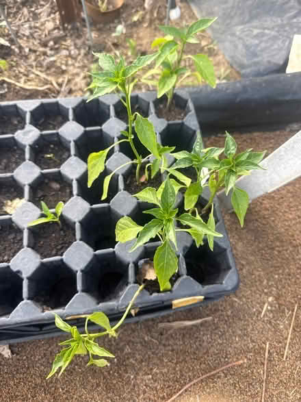 Photo of free Tomato & Pepper seedlings (Near McFarland) #2