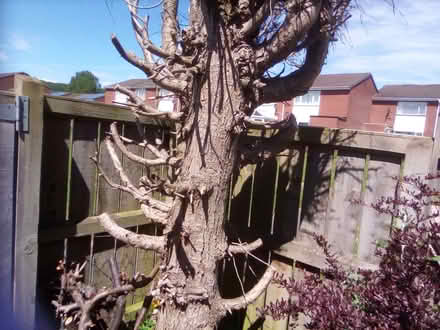 Photo of free Uncut Wood (Craghead DH9) #1