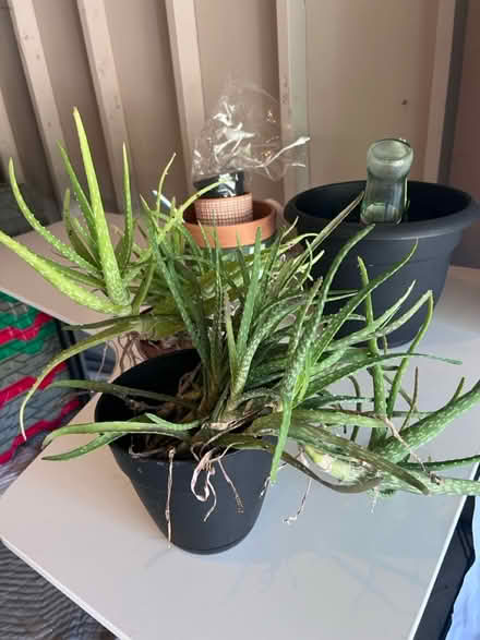 Photo of free Rescue these plants (Laurel) #1
