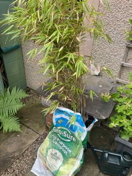 Photo of free Bamboo plant (Greaves LA1) #1