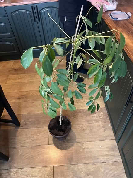 Photo of free Umbrella plant (Gleedless (S12)) #2