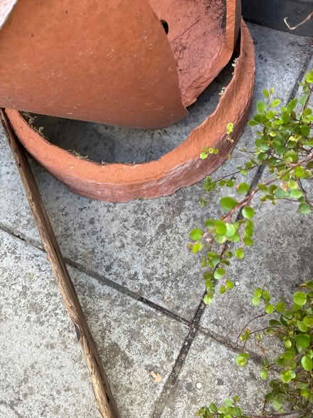 Photo of free Broken pots (Norwich) #2
