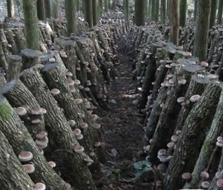 Photo of A couple of hardwood logs (CH43) #1