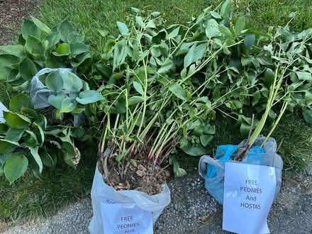 Photo of free Peonies and Hosta (Finksburg - Carroll County) #1