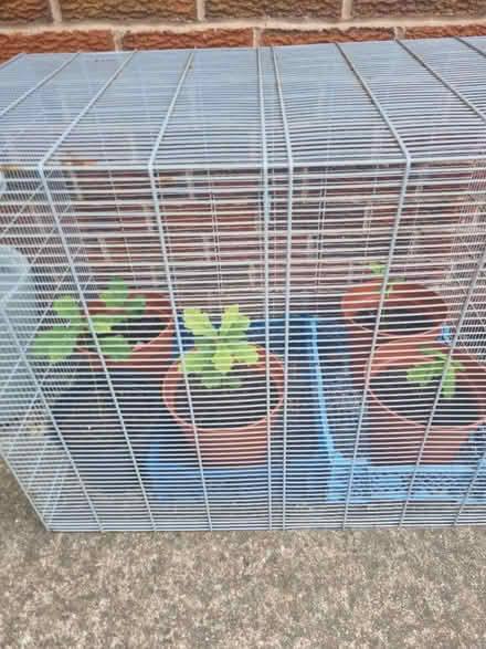 Photo of free Small oak trees (Shrewsbury) #2