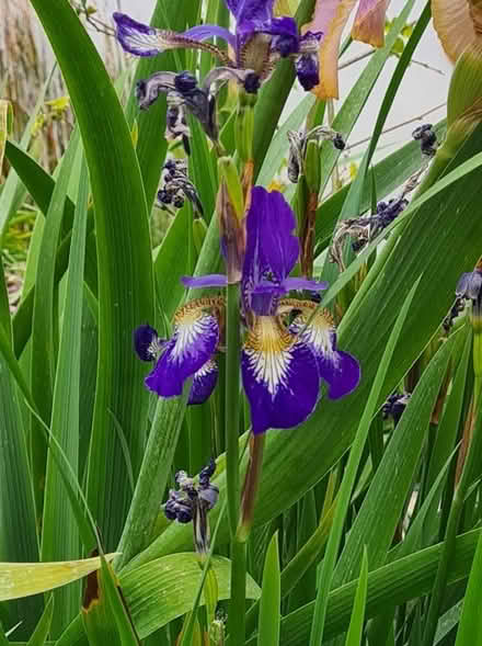 Photo of free Clump of Iris Siberica (blue) (Mount Merrion / Stillorgan) #1
