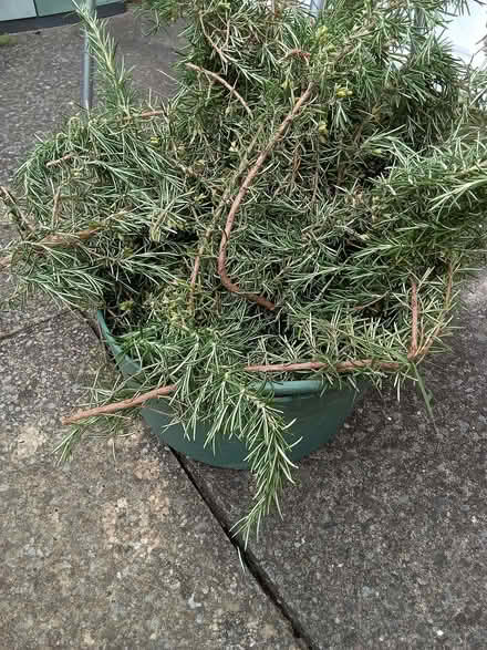 Photo of free Fresh rosemary prunings, large pile (Westbury Fields BS9) #2