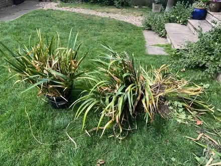 Photo of free Yellow iris plants (Boughton Monchelsea) #1