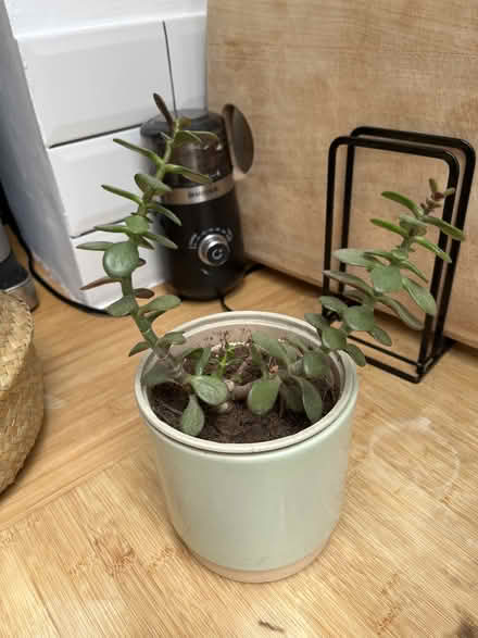 Photo of free 3 house plants - prayer plant, inchworm plant and jade (North City NR3) #3