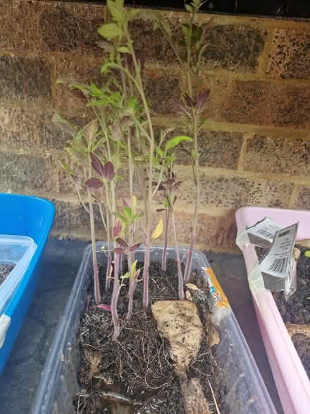 Photo of free Tomato plants (Bexhill) #1