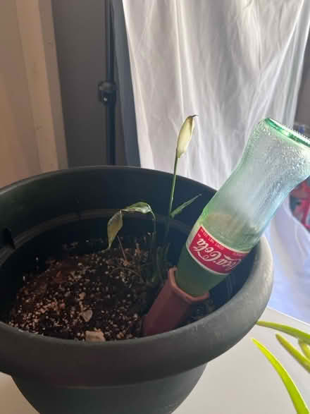 Photo of free Rescue these plants (Laurel) #3