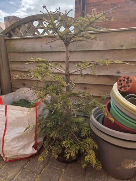 Photo of free Tree (Scarborough YO12) #1