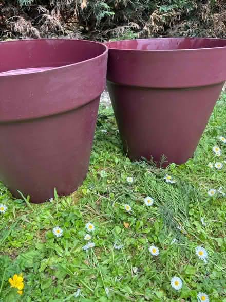Photo of free 2 large plastic plant pots (Longton) #1