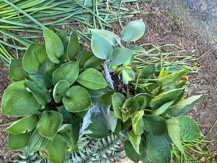 Photo of free Peonies and Hosta (Finksburg - Carroll County) #3