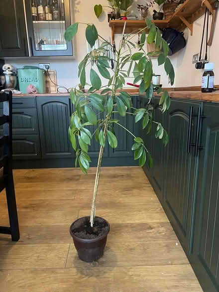Photo of free Umbrella plant (Gleedless (S12)) #1
