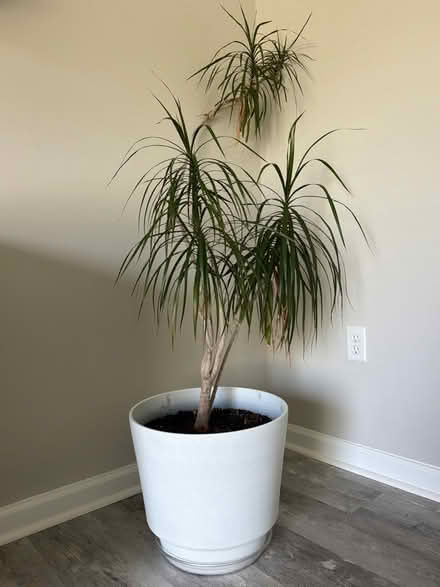 Photo of free Dragon Tree Plant (Williamsport, MD) #1