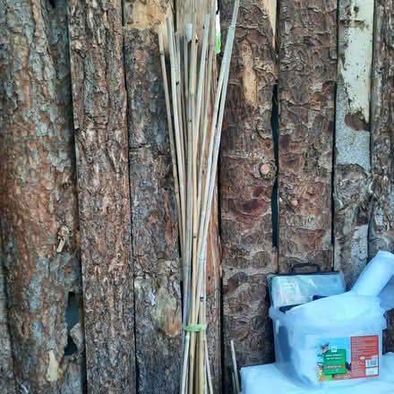 Photo of free Garden Canes (Witton le Wear DL15) #1