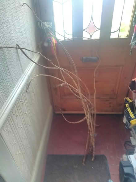 Photo of free plant stems (Wallasey CH44) #2