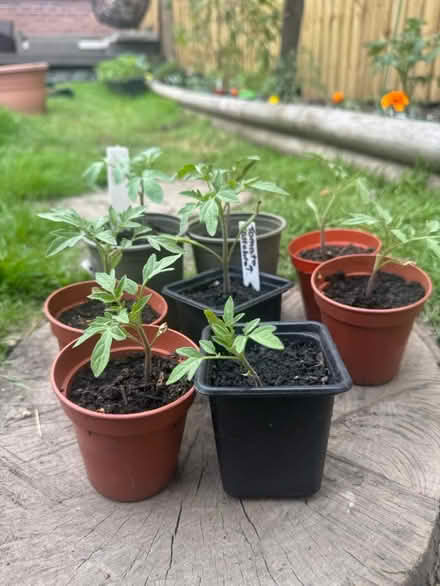 Photo of free Tomato Plants (Grafton, Shrewsbury) #1
