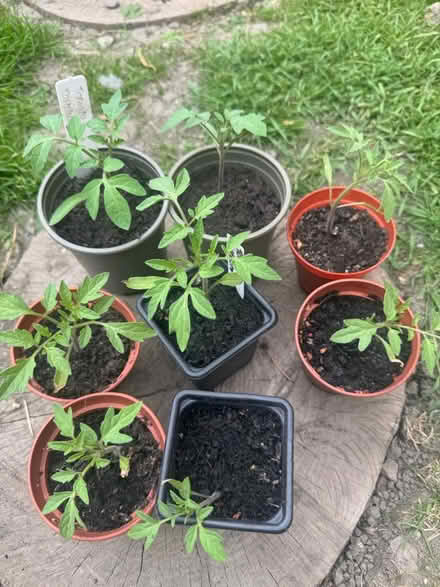 Photo of free Tomato Plants (Grafton, Shrewsbury) #2