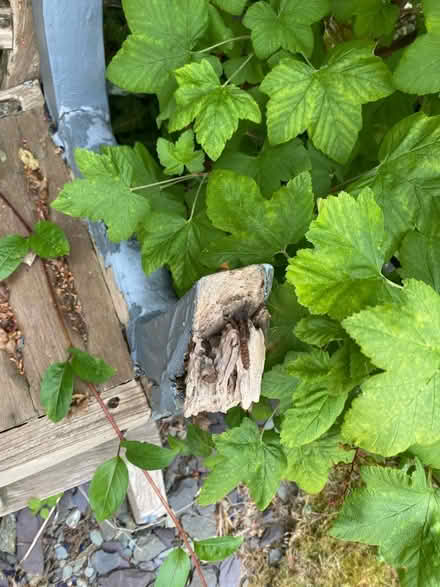 Photo of free Old wooden seat (Wymondley Park SG4) #4