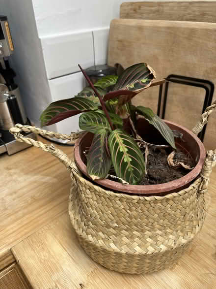 Photo of free 3 house plants - prayer plant, inchworm plant and jade (North City NR3) #1