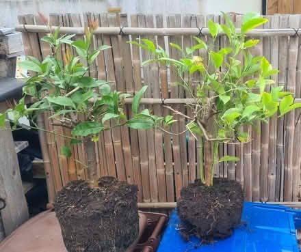Photo of free 4 x small citrus trees (Mount Merrion / Stillorgan) #1