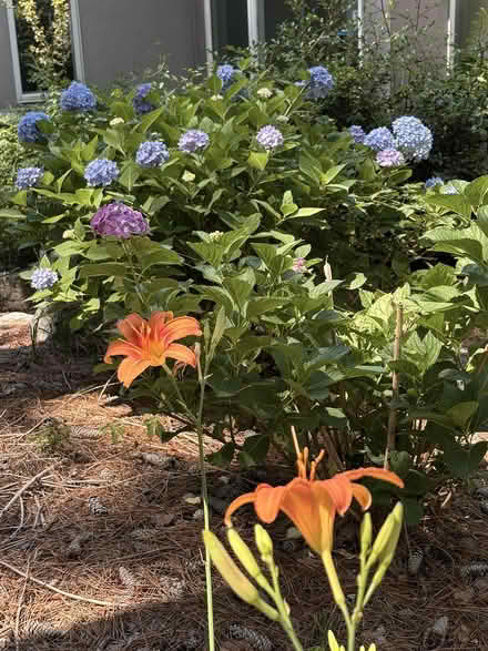 Photo of free Tiger lillies (near 103rd and Pulaski) #1