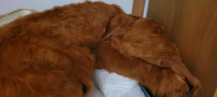 Photo of free fur fabric large piece (Ridgewood, 11385 near FPR) #2