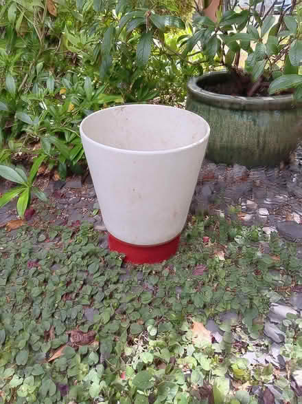 Photo of free White ceramic indoor plant pot w red base (Ladywell SE13) #1