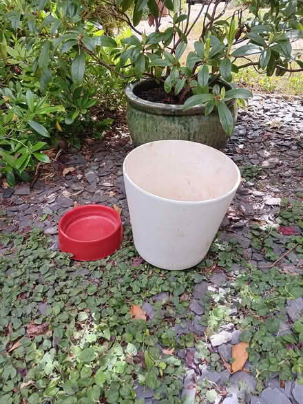 Photo of free White ceramic indoor plant pot w red base (Ladywell SE13) #2