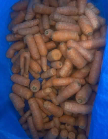 Photo of free Carrots (Milend E14) #1