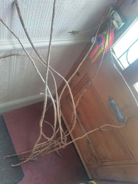 Photo of free plant stems (Wallasey CH44) #1