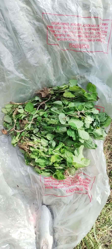 Photo of free Lemon balm (Yateley) (Yateley GU46) #1