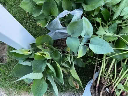 Photo of free Peonies and Hosta (Finksburg - Carroll County) #2