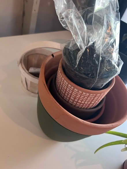 Photo of free Rescue these plants (Laurel) #4