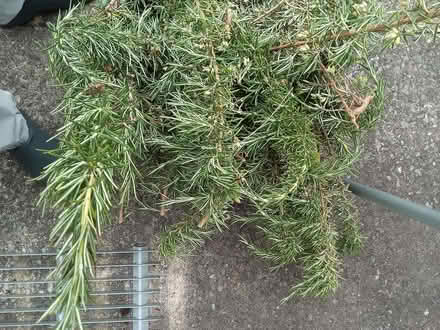 Photo of free Fresh rosemary prunings, large pile (Westbury Fields BS9) #1