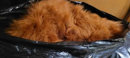 Photo of free fur fabric large piece (Ridgewood, 11385 near FPR) #1