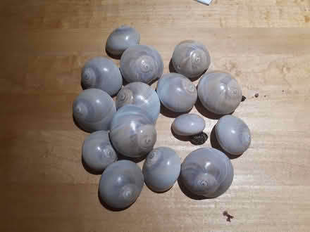 Photo of free Shell collection (Gatineau J8X2Z4) #1