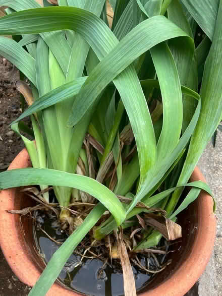 Photo of free Iris (Whitehawk BN2) #2