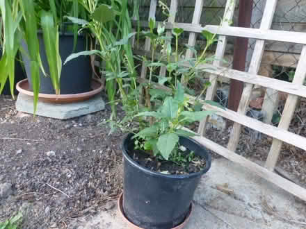 Photo of free Phygelius Plant (North Tonbridge.) #2