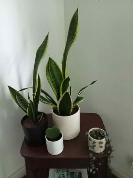 Photo of free Various plants (Farnley LS12) #1