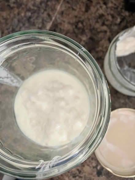 Photo of free Kefir grains (Seaford BN25) #2