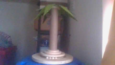 Photo of free cat scratcher tree (Bath BA2) #1
