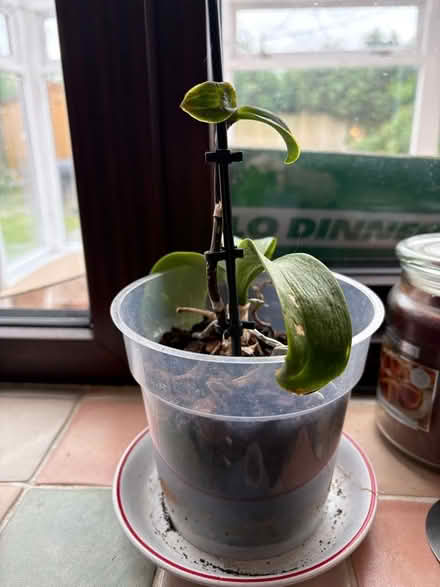 Photo of free Orchids in need of loving home! (Oswestry SY11) #1