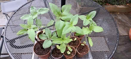 Photo of free Sunflower plants (Dorridge B93) #1