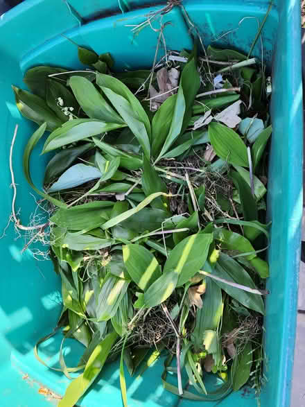 Photo of free Lily of the valley (Wellington Village) #1